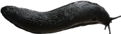 Arion aterSVART SKOGSSNIGEL29,8 × 103,5 mm